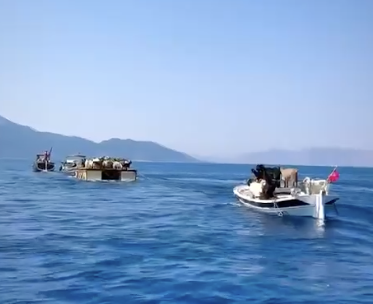 Turistlerin Yerini Keçiler Aldı: Marmaris’te Keçilerin Deniz Yolculuğu Başladı 4